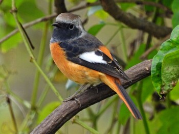 ジョウビタキ 守谷野鳥のみち 2021年11月3日(水)