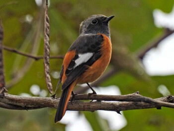 ジョウビタキ 守谷野鳥のみち 2021年11月3日(水)