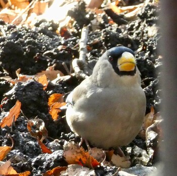 Japanese Grosbeak 不明 Unknown Date