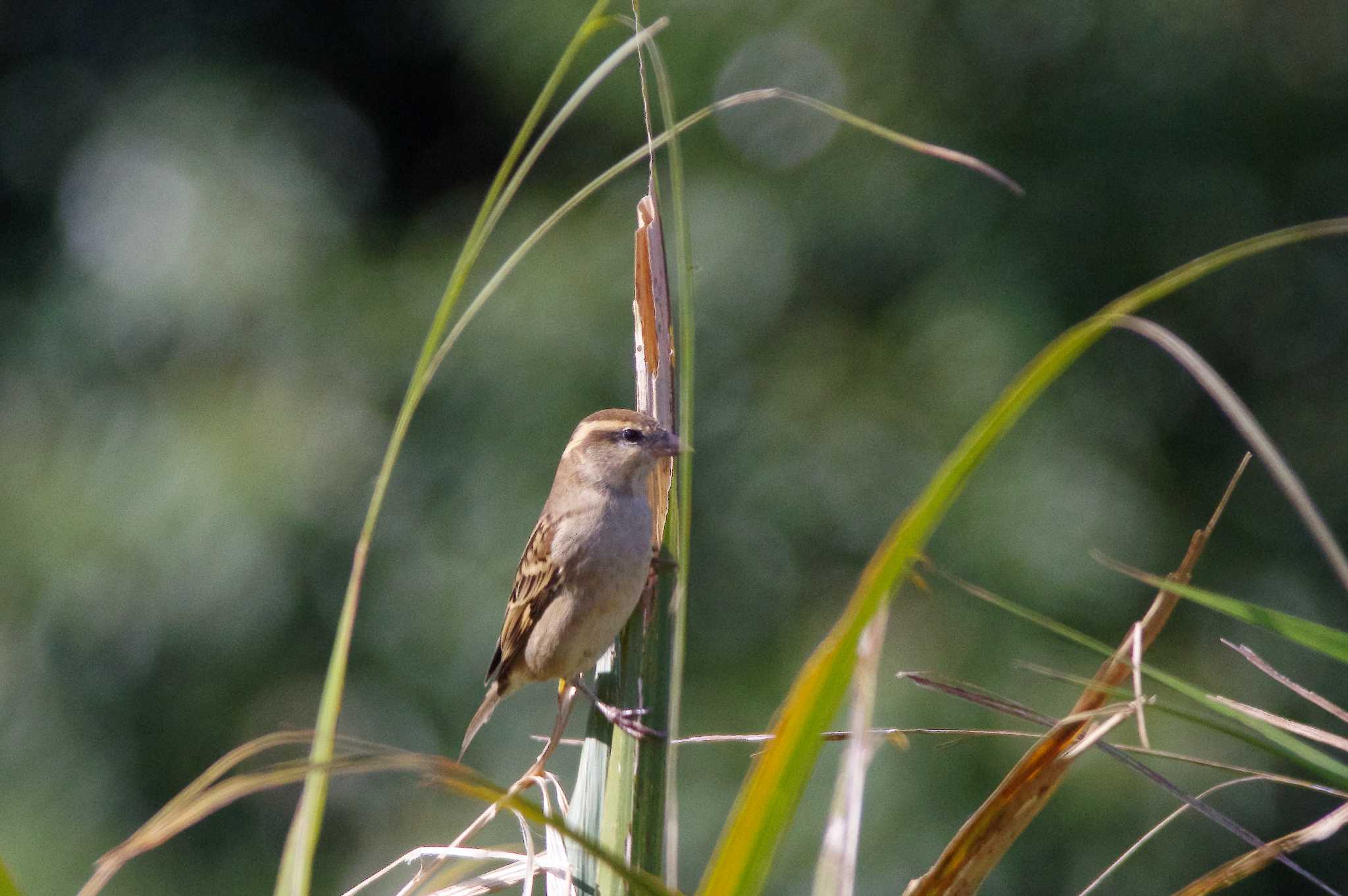 湖北野鳥センター ニュウナイスズメの写真