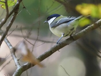 Japanese Tit 狭山湖 Sat, 10/30/2021