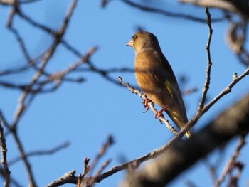 Grey-capped Greenfinch 狭山湖 Sat, 10/30/2021