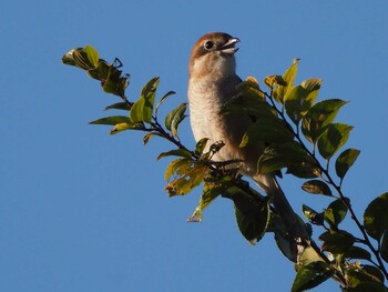 Bull-headed Shrike 狭山湖 Sat, 10/30/2021