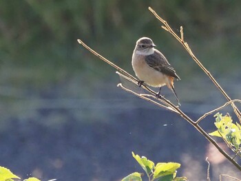 Amur Stonechat 狭山湖 Sat, 10/30/2021