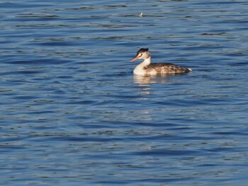 Great Crested Grebe 狭山湖 Sat, 10/30/2021