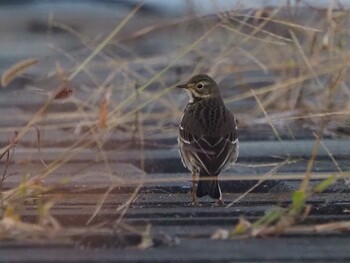 Water Pipit 狭山湖 Sat, 10/30/2021