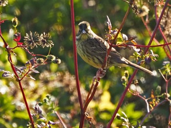 Masked Bunting 狭山湖 Sat, 10/30/2021