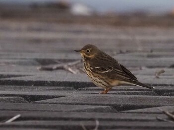 Water Pipit 狭山湖 Sat, 10/30/2021