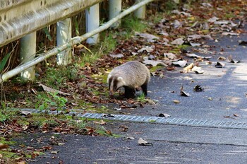 未同定 早戸川林道 2021年11月2日(火)