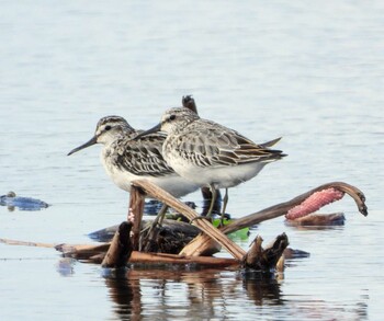 Broad-billed Sandpiper Unknown Spots Thu, 10/14/2021