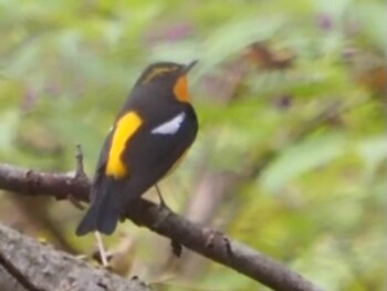 2021年11月1日(月) 軽井沢野鳥の森の野鳥観察記録