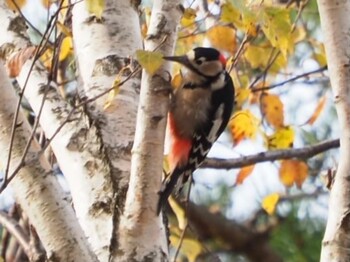 Great Spotted Woodpecker 長野県諏訪郡富士見町 Tue, 11/2/2021