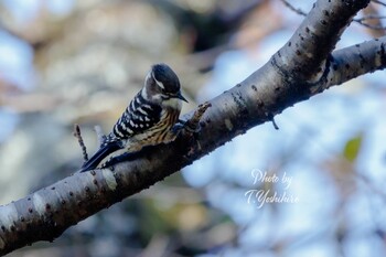 2021年11月3日(水) 奈良公園の野鳥観察記録