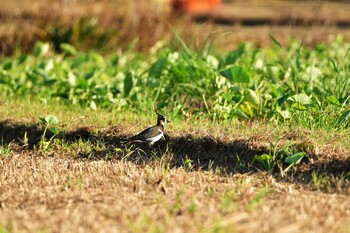 Northern Lapwing 金武町田いも畑(沖縄県) Wed, 11/3/2021