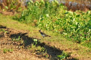 Northern Lapwing 金武町田いも畑(沖縄県) Wed, 11/3/2021