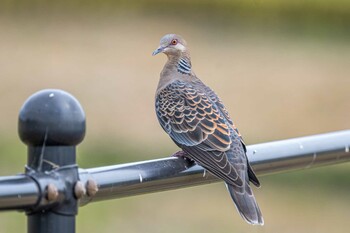 Oriental Turtle Dove 天満大池 Wed, 10/6/2021