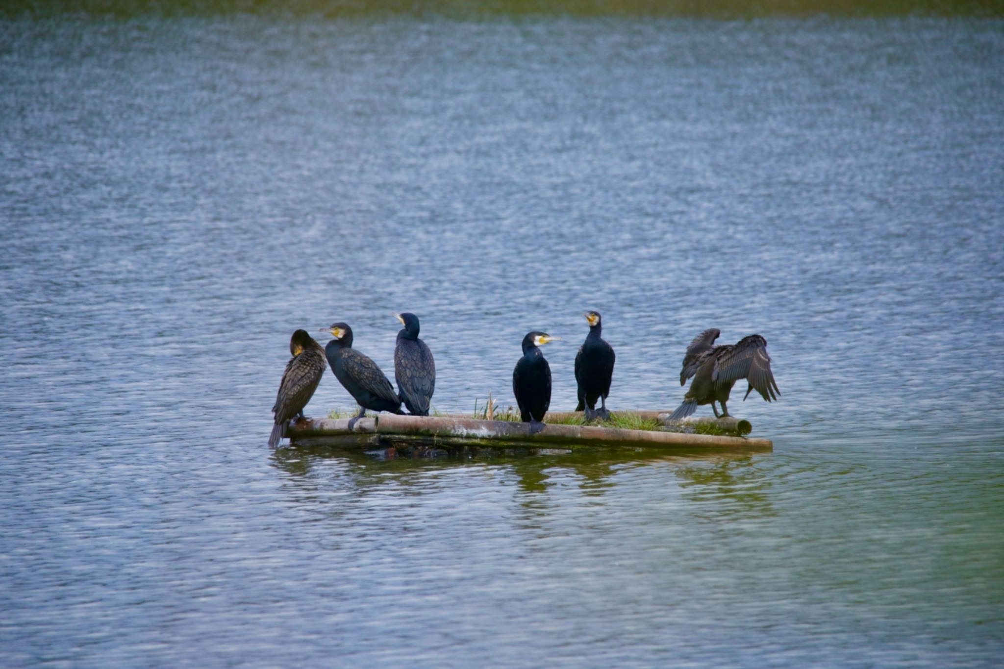 Great Cormorant