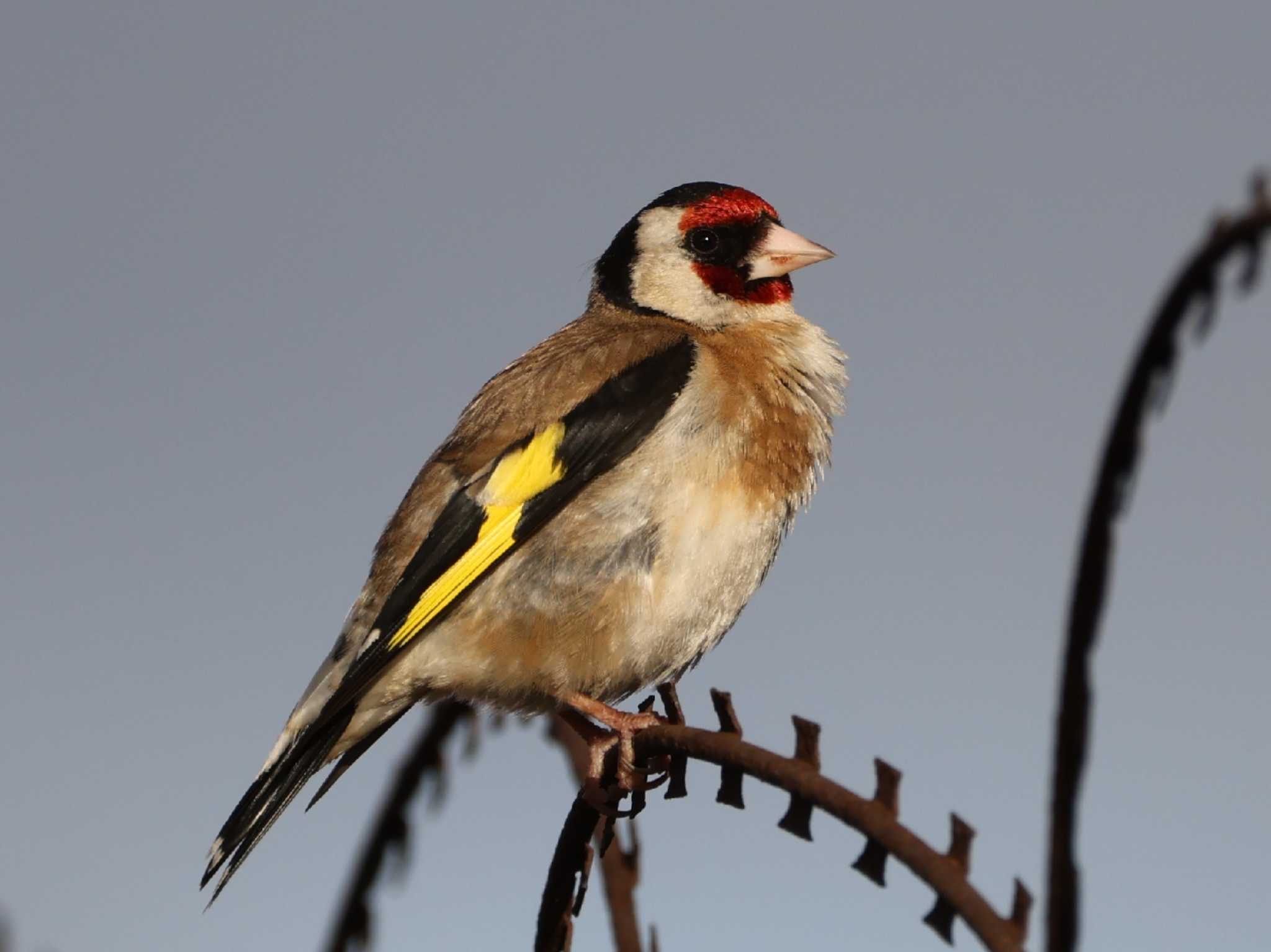 European goldfinch by Mororo