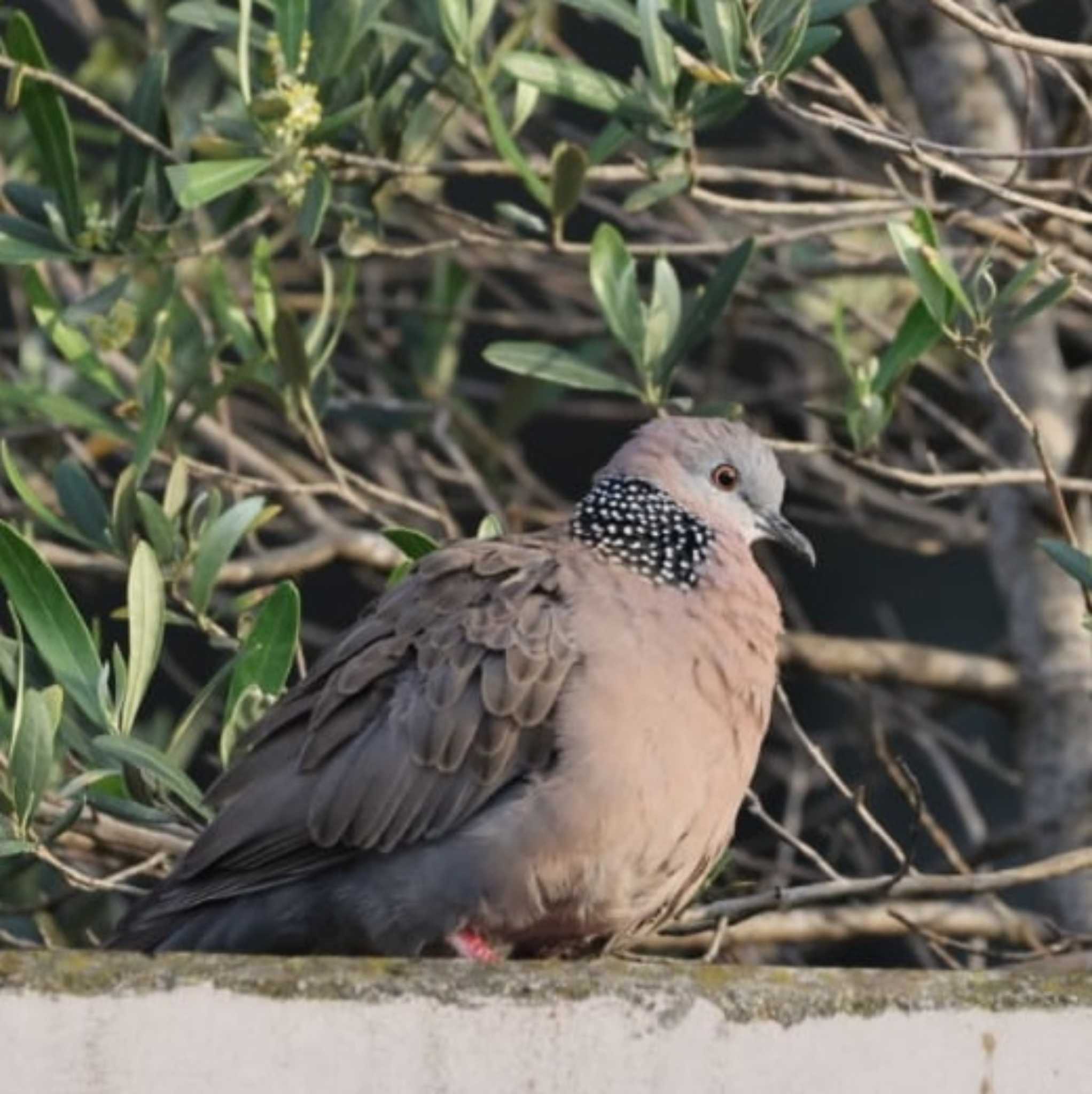 Photo of Spotted Dove at  by Mororo
