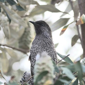 Little Wattlebird