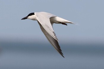 Gull-billed Tern 中国　月亭湖公園 Sun, 6/13/2021