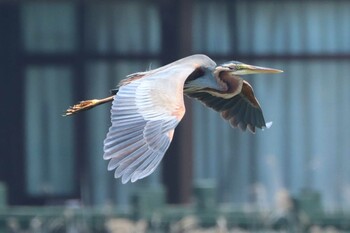 ムラサキサギ 上海　東方湿地公園 2021年6月6日(日)