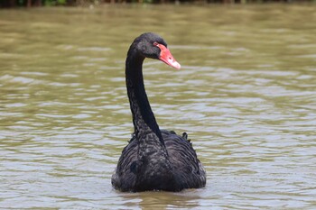 Black Swan 上海　東方湿地公園 Sun, 6/6/2021