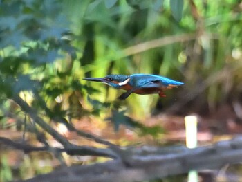 2021年11月2日(火) 鶴舞公園(名古屋)の野鳥観察記録