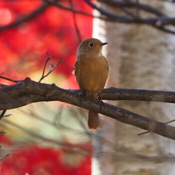 Daurian Redstart 山梨県 Thu, 11/4/2021