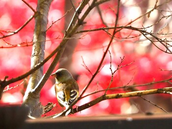 カワラヒワ 山梨県 2021年11月4日(木)