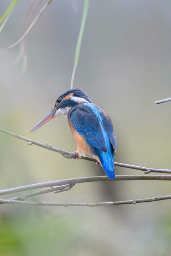 Common Kingfisher 千里南公園 Wed, 11/3/2021