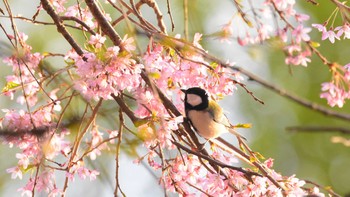 シジュウカラ 東京都八王子市 2017年5月7日(日)