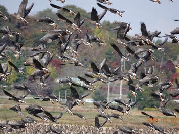 Greater White-fronted Goose Izunuma Tue, 11/2/2021