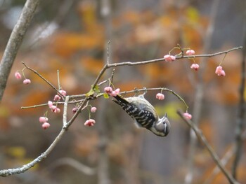 Japanese Pygmy Woodpecker 富士山吉田口登山道 Wed, 11/3/2021