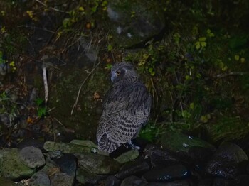 Blakiston's Fish Owl 民宿 鷲の宿(羅臼) Sun, 10/24/2021