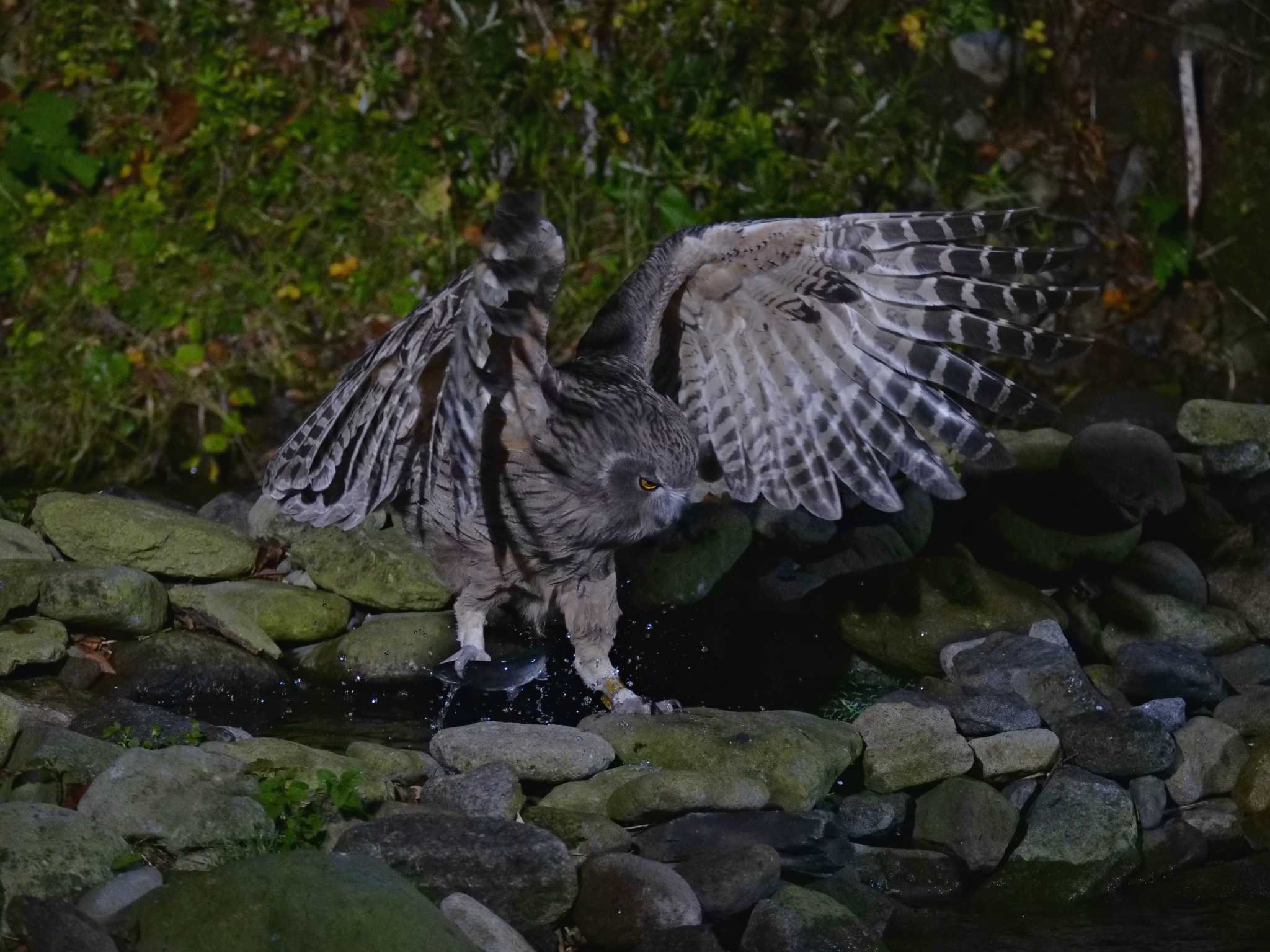 Blakiston's Fish Owl