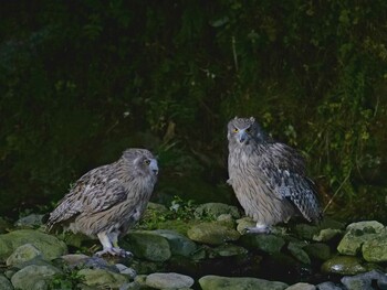 Blakiston's Fish Owl 民宿 鷲の宿(羅臼) Sun, 10/24/2021