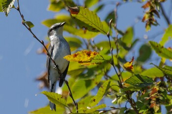 リュウキュウサンショウクイ 北本自然観察公園 2021年11月4日(木)