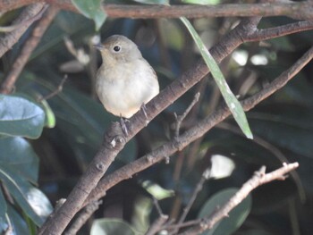 2021年11月3日(水) 葛西臨海公園の野鳥観察記録