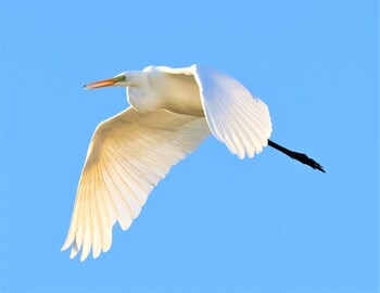 Great Egret 湖北野鳥センター Sat, 10/23/2021