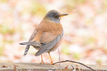 2017年5月7日(日) 昭和記念公園の野鳥観察記録