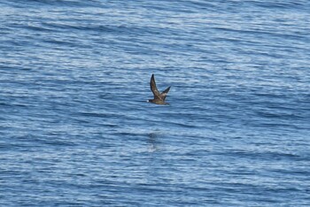 Flesh-footed Shearwater 大洗-苫小牧航路 Fri, 10/22/2021