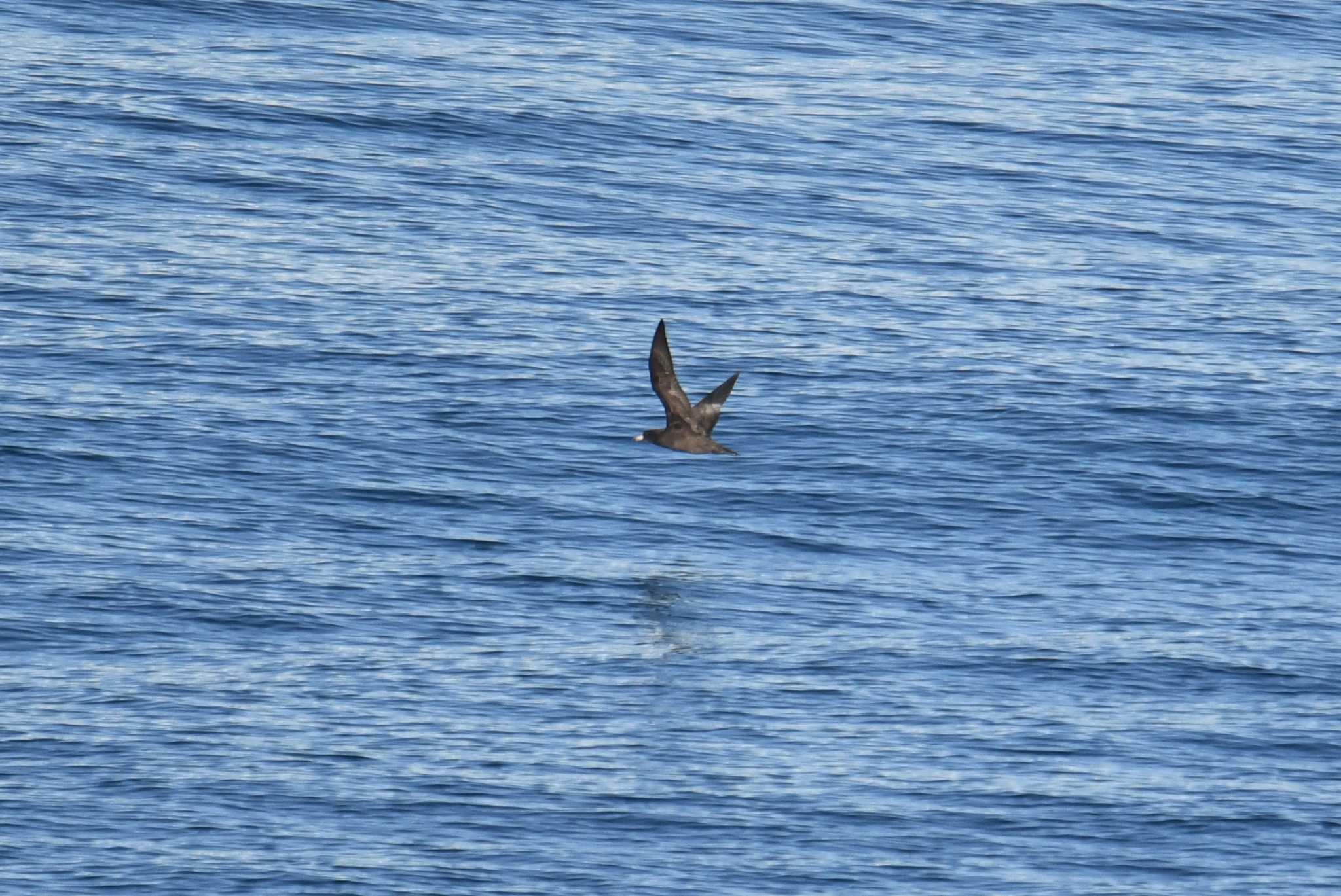 Flesh-footed Shearwater