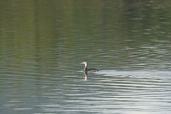 Great Crested Grebe 潟ノ内(島根県松江市) Wed, 11/3/2021