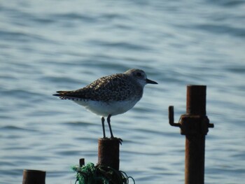 2021年11月3日(水) ふなばし三番瀬海浜公園の野鳥観察記録