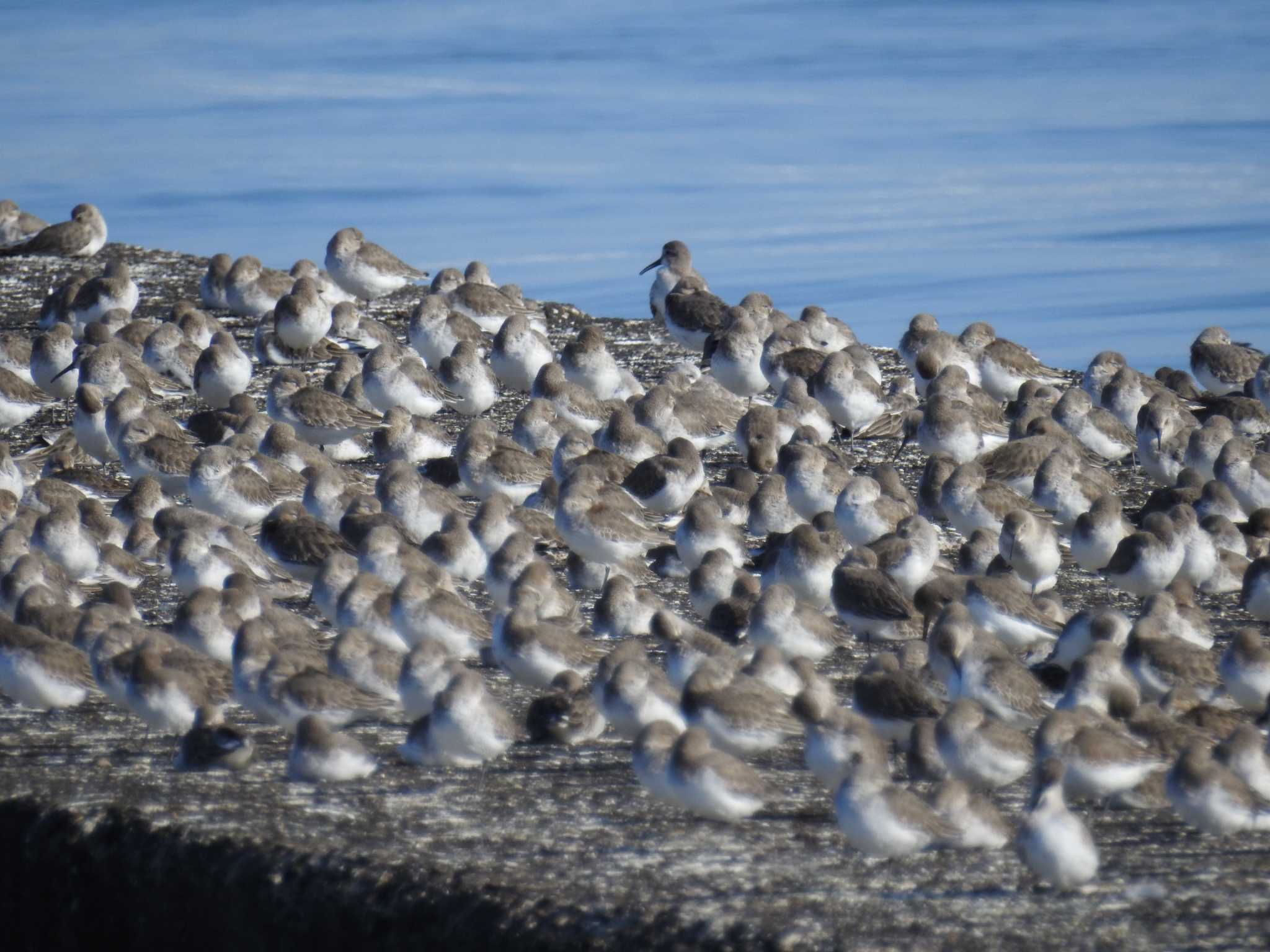 ふなばし三番瀬海浜公園 ハマシギの写真