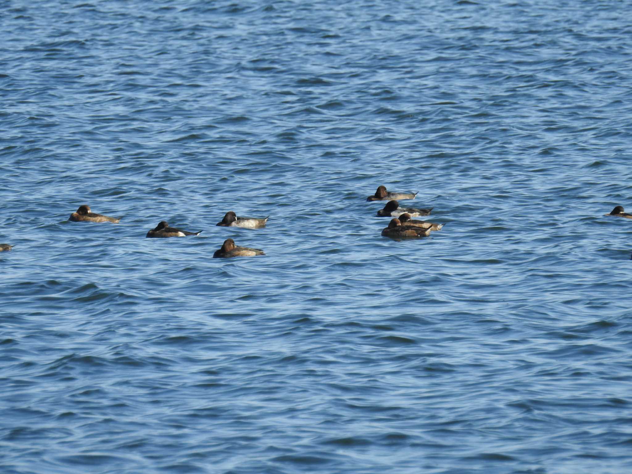 ふなばし三番瀬海浜公園 スズガモの写真