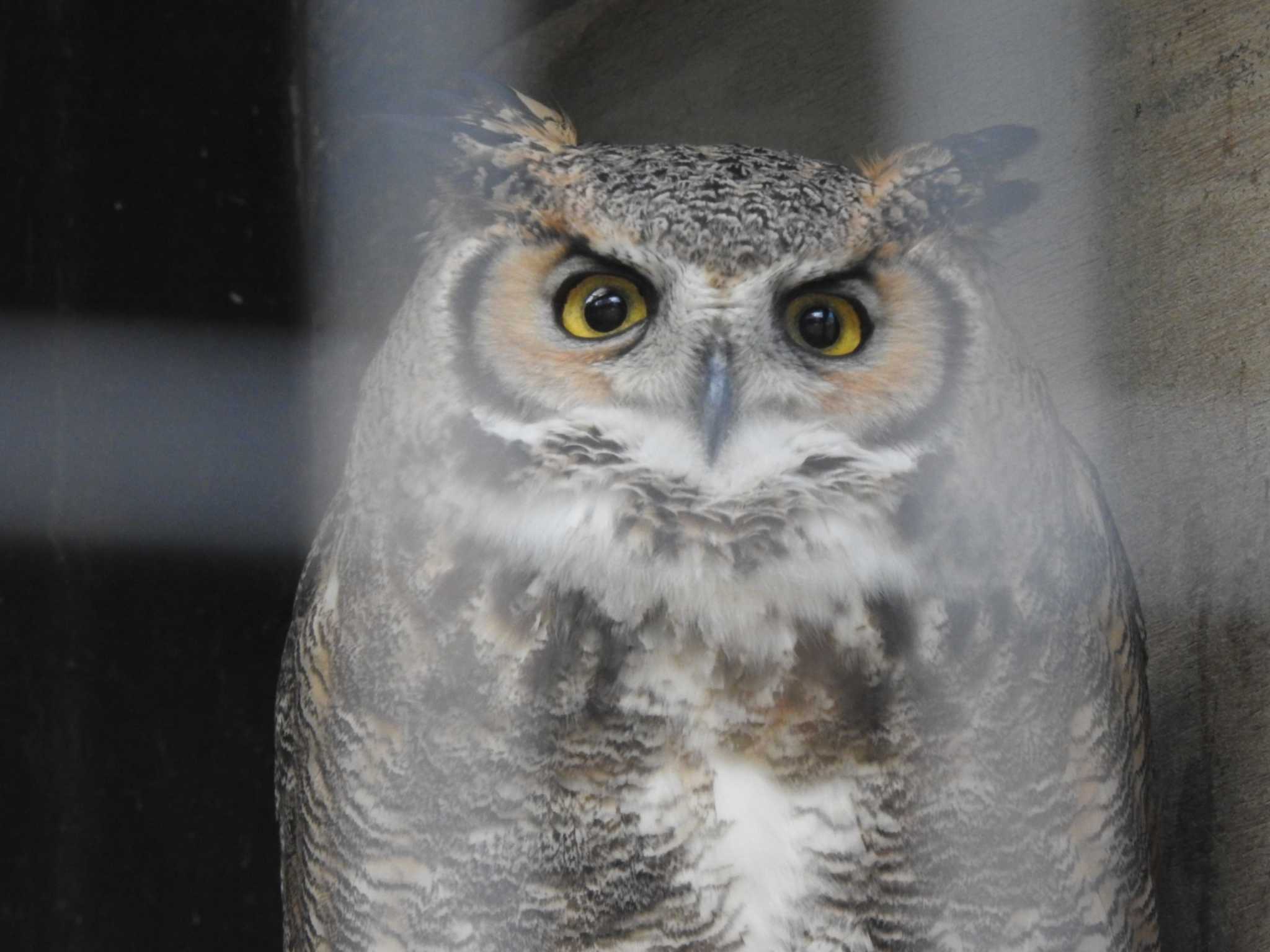 アメリカワシミミズクさん