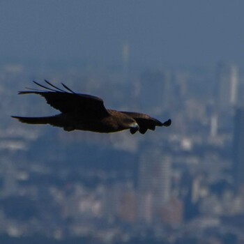 Black Kite 八王子城跡 Wed, 11/3/2021