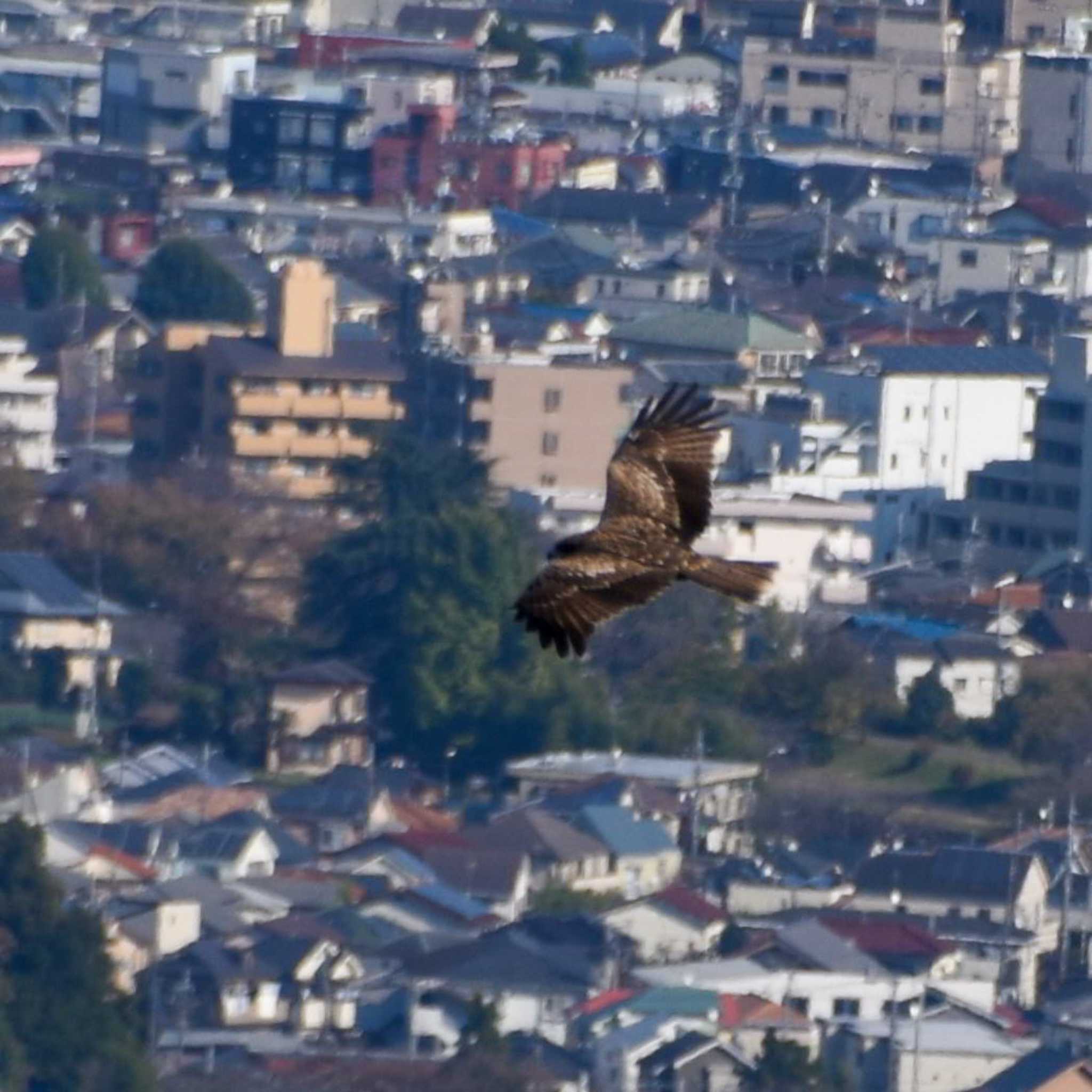 八王子城跡 トビの写真